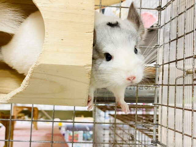 チンチラ