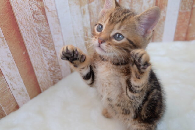 ブラウンの綺麗な毛色のあまえんぼアメショちゃん🤎2025年8月31日生まれ 男の子 アメリカンショートヘア