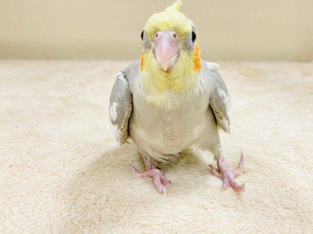 オカメインコ