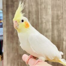 【最新画像】オレンジほっぺのラブリーオカメちゃん🧡オカメインコ（ルチノー）