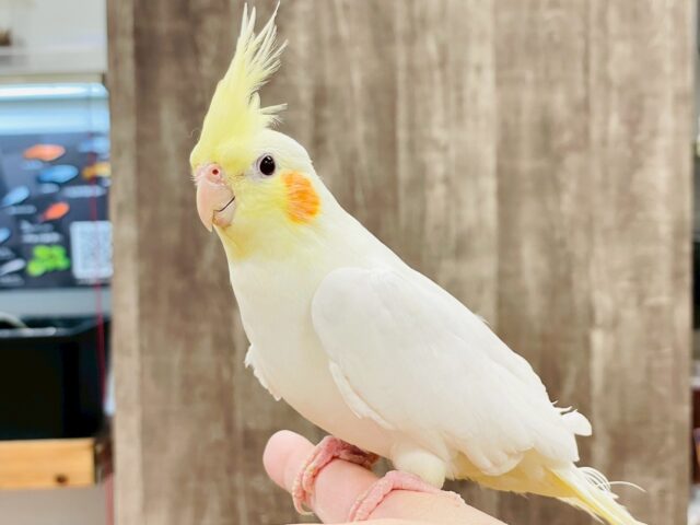 【最新画像】オレンジほっぺのラブリーオカメちゃん🧡オカメインコ（ルチノー）
