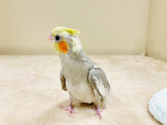 オカメインコ