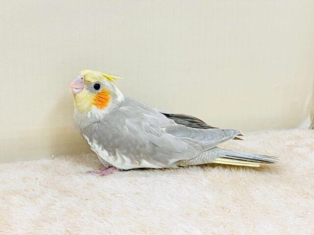 オカメインコ