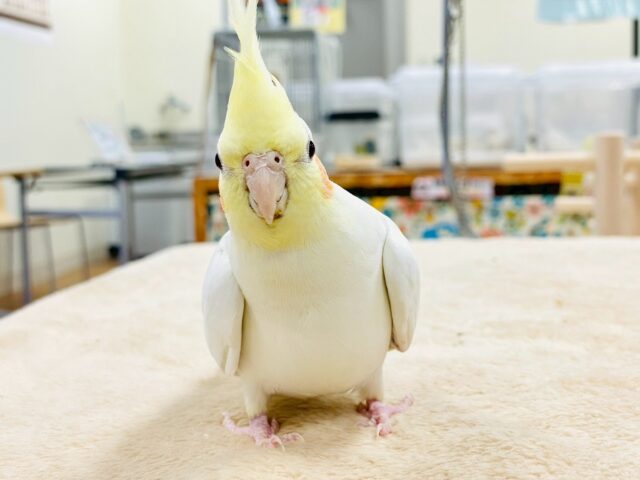 オカメインコ