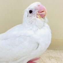 ‎🤍美しき純白のオカメインコちゃん✨(ピュアホワイト)(ヒナ)