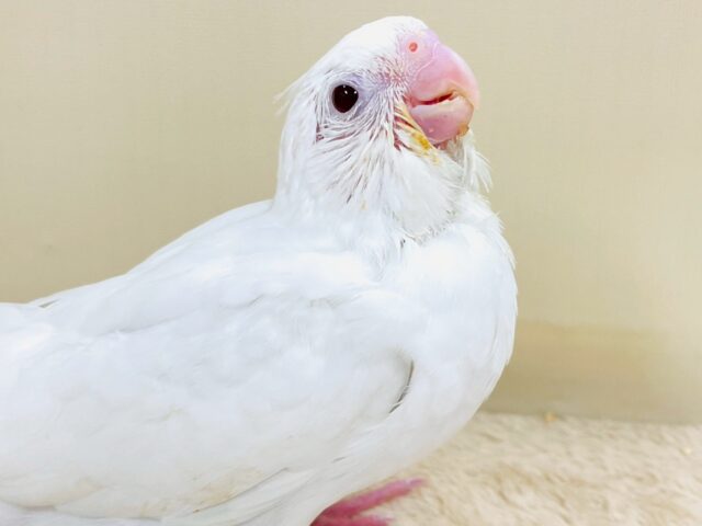 ‎🤍美しき純白のオカメインコちゃん✨(ピュアホワイト)(ヒナ)