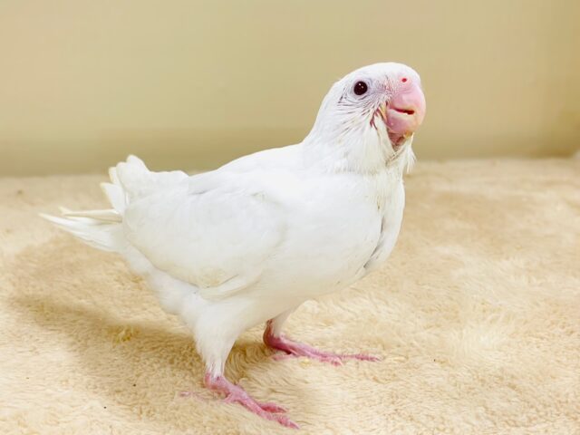 オカメインコ
