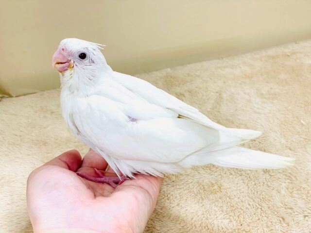 オカメインコ