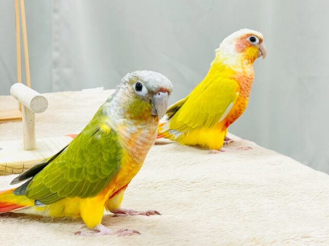 ホオミドリウロコインコ