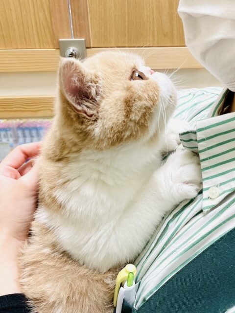 エキゾチック