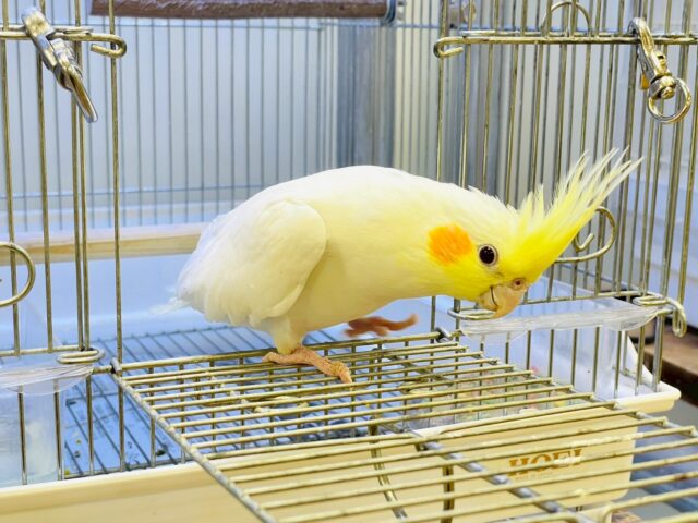 オカメインコ