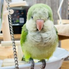 【最新画像更新🪄︎︎✨】カキカキ時のうっとり顔がたまりません💚オキナインコ（ノーマル）