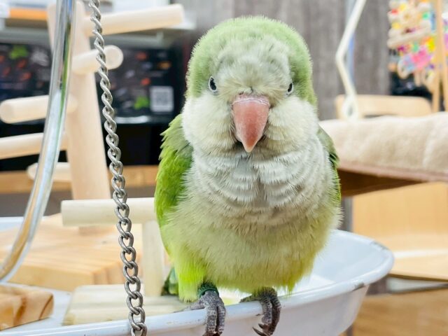 【最新画像】カキカキ時のうっとり顔がたまりません💚オキナインコ(ノーマル) オキナインコ
