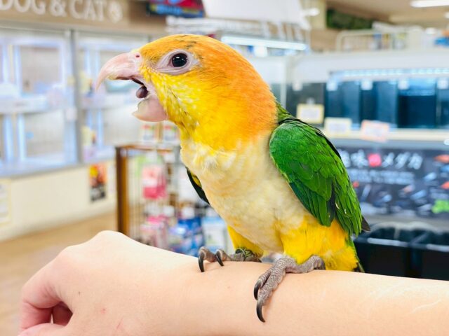 シロハラインコ