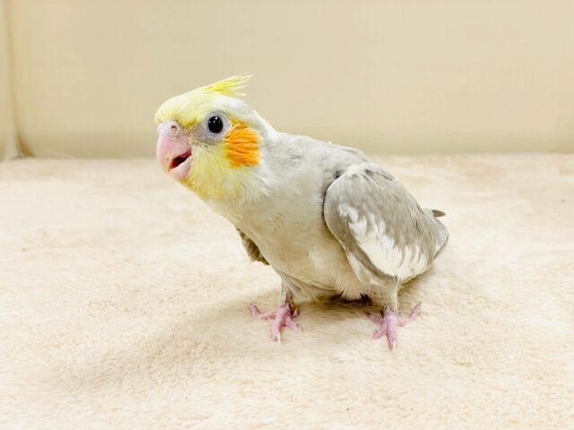 オカメインコ
