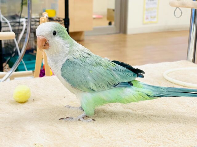 オキナインコ