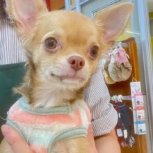 元気いっぱい🎵小鹿ちゃん💗　ロングコートチワワの女のコ　2025/10/25撮影