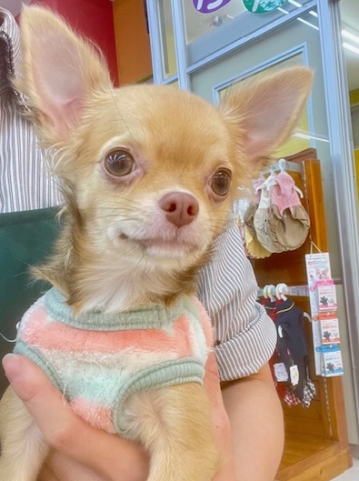 元気いっぱい🎵小鹿ちゃん💗 ロングコートチワワの女のコ 2025/10/25撮影 元気いっぱい🎵小鹿ちゃん💗 ロングコートチワワの女のコ 2025/10/25撮影