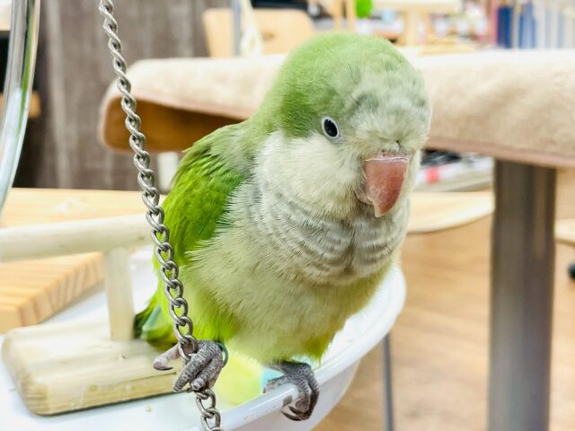 【最新画像】カキカキ時のうっとり顔がたまりません💚オキナインコ(ノーマル) オキナインコ