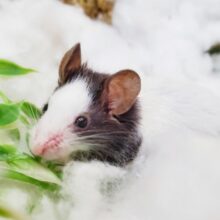 リクエストありがとうございます!パンダマウス男の子のご紹介ですっ! リクエストありがとうございます!パンダマウス男の子のご紹介ですっ!