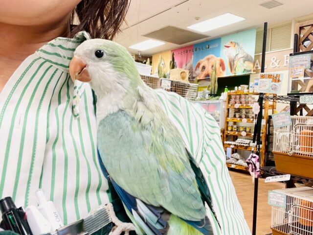 オキナインコ
