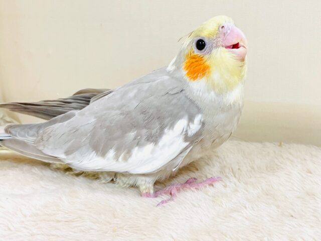 オカメインコ