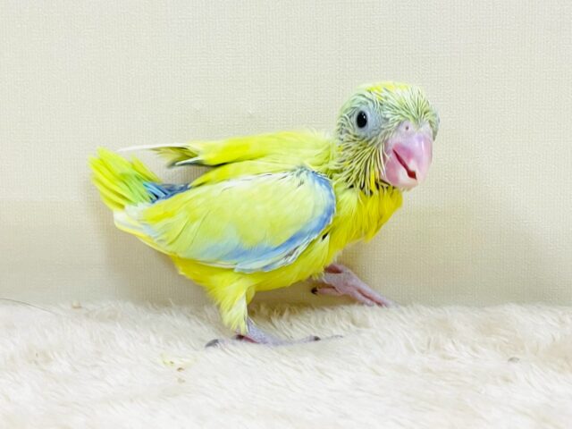 マメルリハ