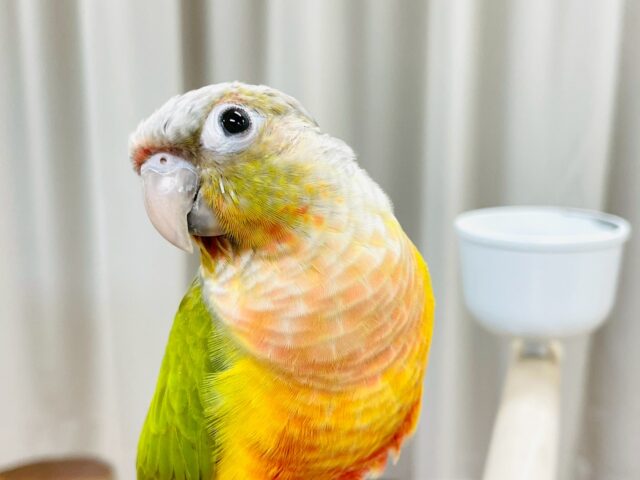 ホオミドリウロコインコ