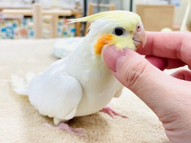 オカメインコ