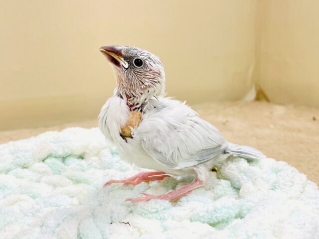 元気いっぱいご飯アピール🍚✨シルバー文鳥ちゃん❣️(ヒナ)