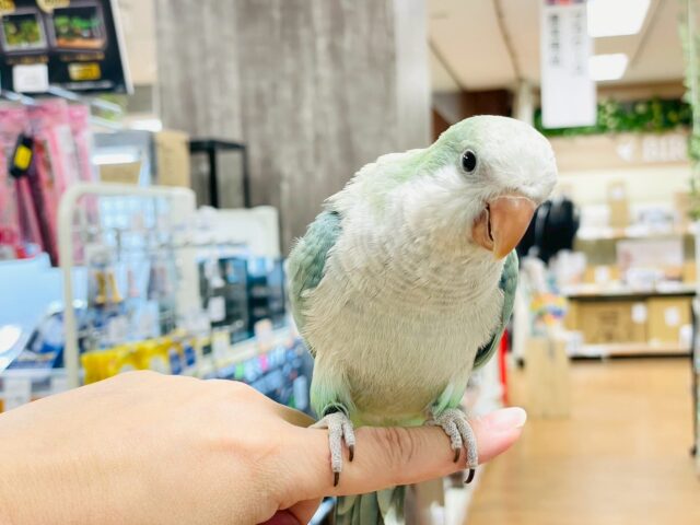 オキナインコ