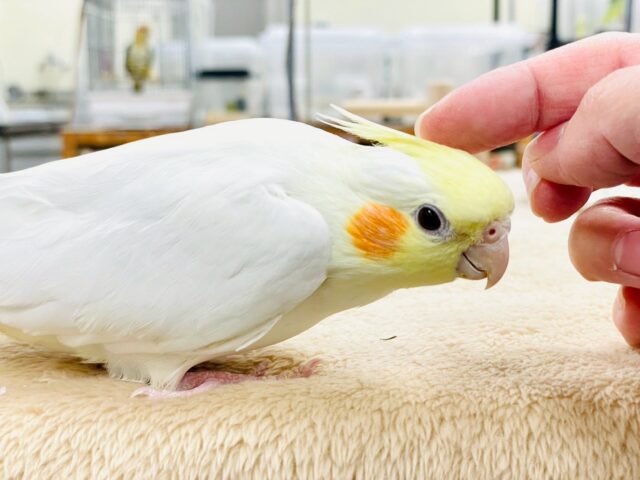 オカメインコ