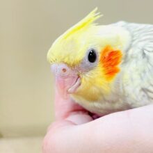 ゴージャスな鱗模様✨️なオカメインコちゃん❣️(シナモンパール)(ヒナ)