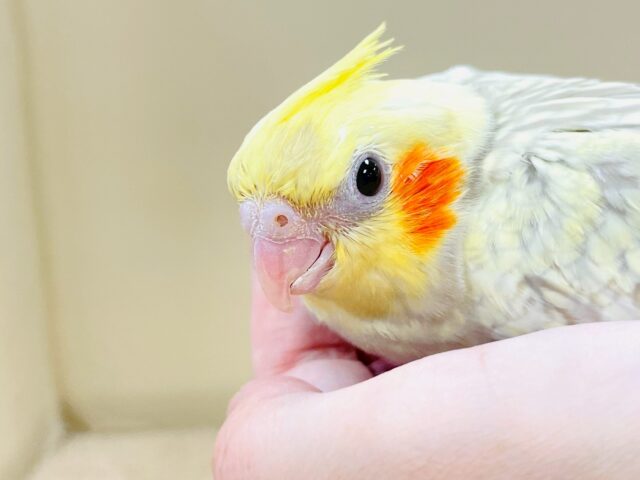 ゴージャスな鱗模様✨️なオカメインコちゃん❣️(シナモンパール)(ヒナ)