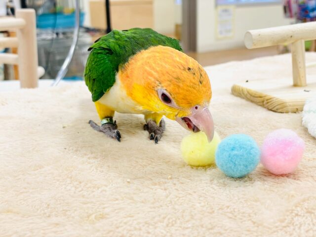 シロハラインコ