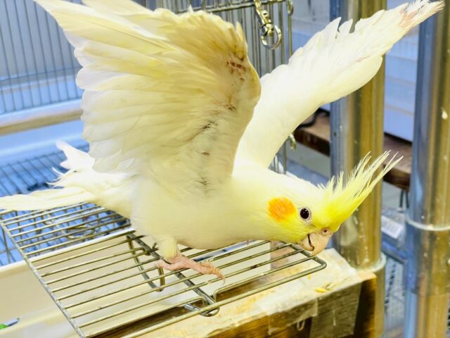 オカメインコ