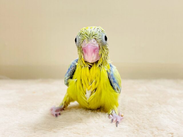 マメルリハ