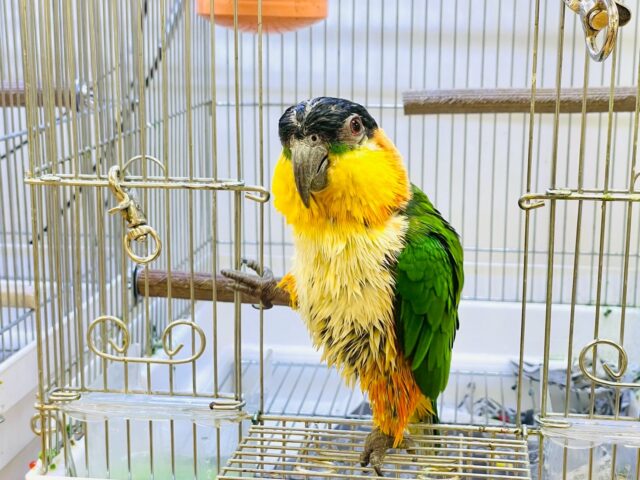 【最新動画】黒い頭が魅力的な元気っ子💕ズグロシロハラインコ(男の子) ズグロシロハラインコ