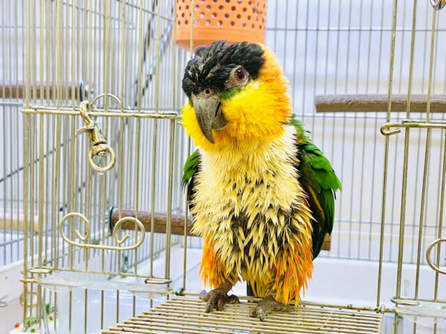 【最新動画】黒い頭が魅力的な元気っ子💕ズグロシロハラインコ(男の子) ズグロシロハラインコ