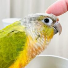 【最新画像】カラフルかわいい甘えんぼう🍍✨ホオミドリウロコインコちゃん(パイナップル)