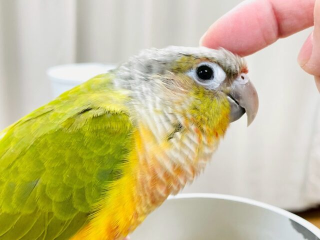 【最新画像】カラフルかわいい甘えんぼう🍍✨ホオミドリウロコインコちゃん(パイナップル)