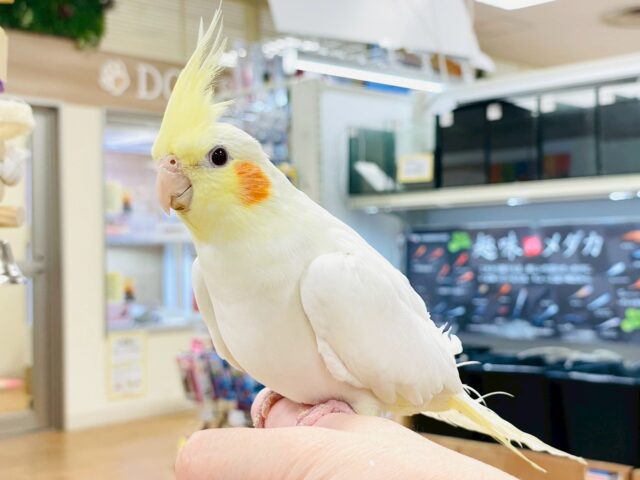 オカメインコ