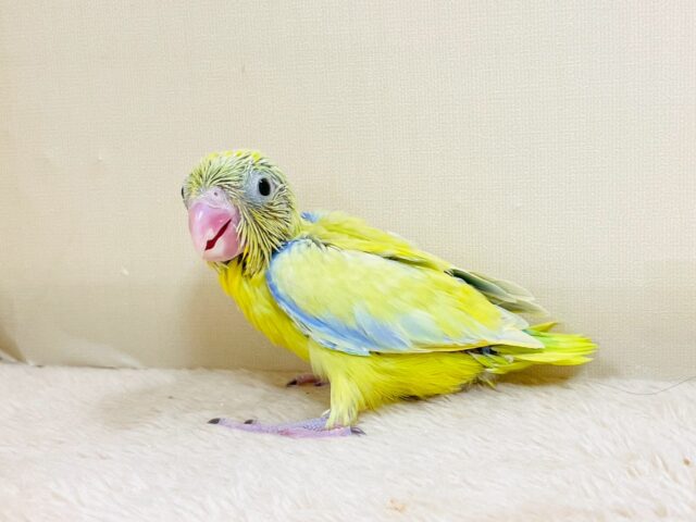 マメルリハ