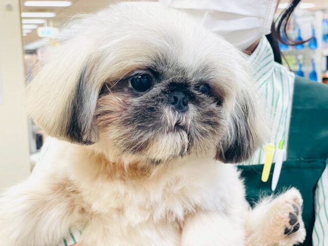 まっくろくろすけ🖤ペキニーズくん ペキニーズ