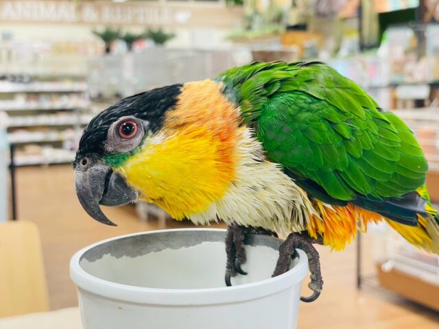 【最新動画】黒い頭が魅力的な元気っ子💕ズグロシロハラインコ(男の子) ズグロシロハラインコ