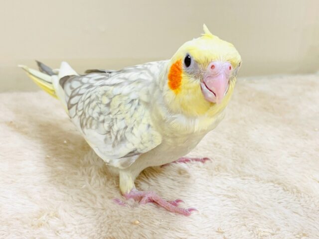 オカメインコ