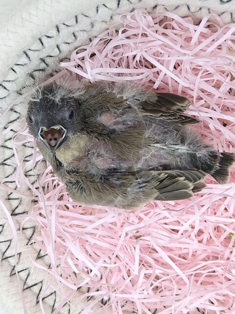 錦花鳥（キンカチョウ）