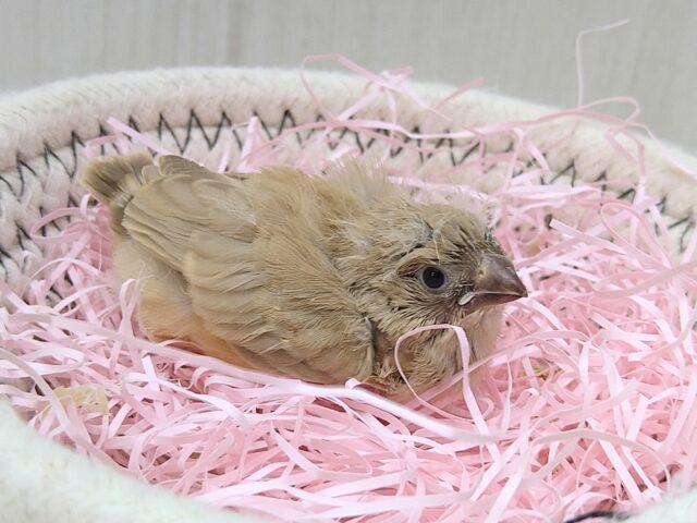錦花鳥（キンカチョウ）