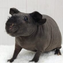 黒いツルツルのブタちゃん🐷スキニーギニアピッグ