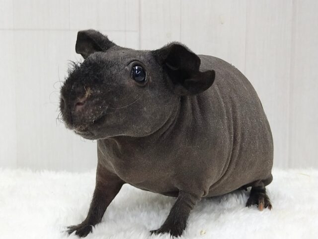 黒いツルツルのブタちゃん🐷スキニーギニアピッグ